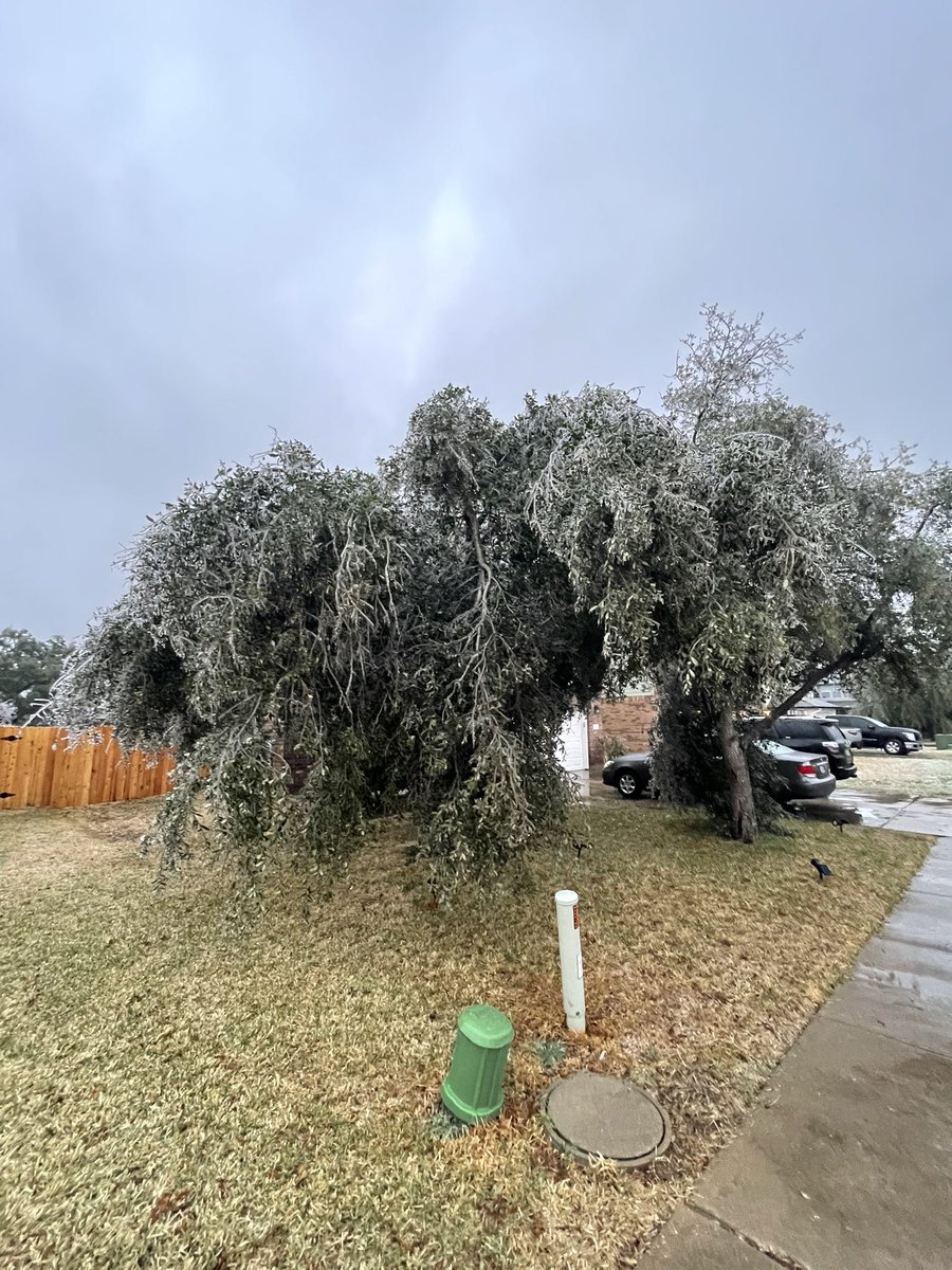 dennispkelly's tweet photo. Lost some limbs out front in S Austin. @KXAN_News @AustinBurkeswx https://t.co/qQ4OJL2MY3