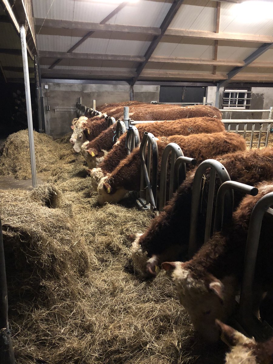 terryvanloon's tweet photo. Droog en uit de wind. Natje en droogje bij de hand. Bevalt ze wel zo.
#Hereford #ossen
#BlijftEenMooiGezicht https://t.co/ZjUAKf30uD