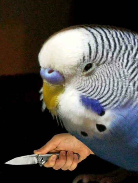 When a budgie parakeet get angry 😡 😂
african-parrot.com/budgie-bird/
#budgiebird #budgielife #budgielover