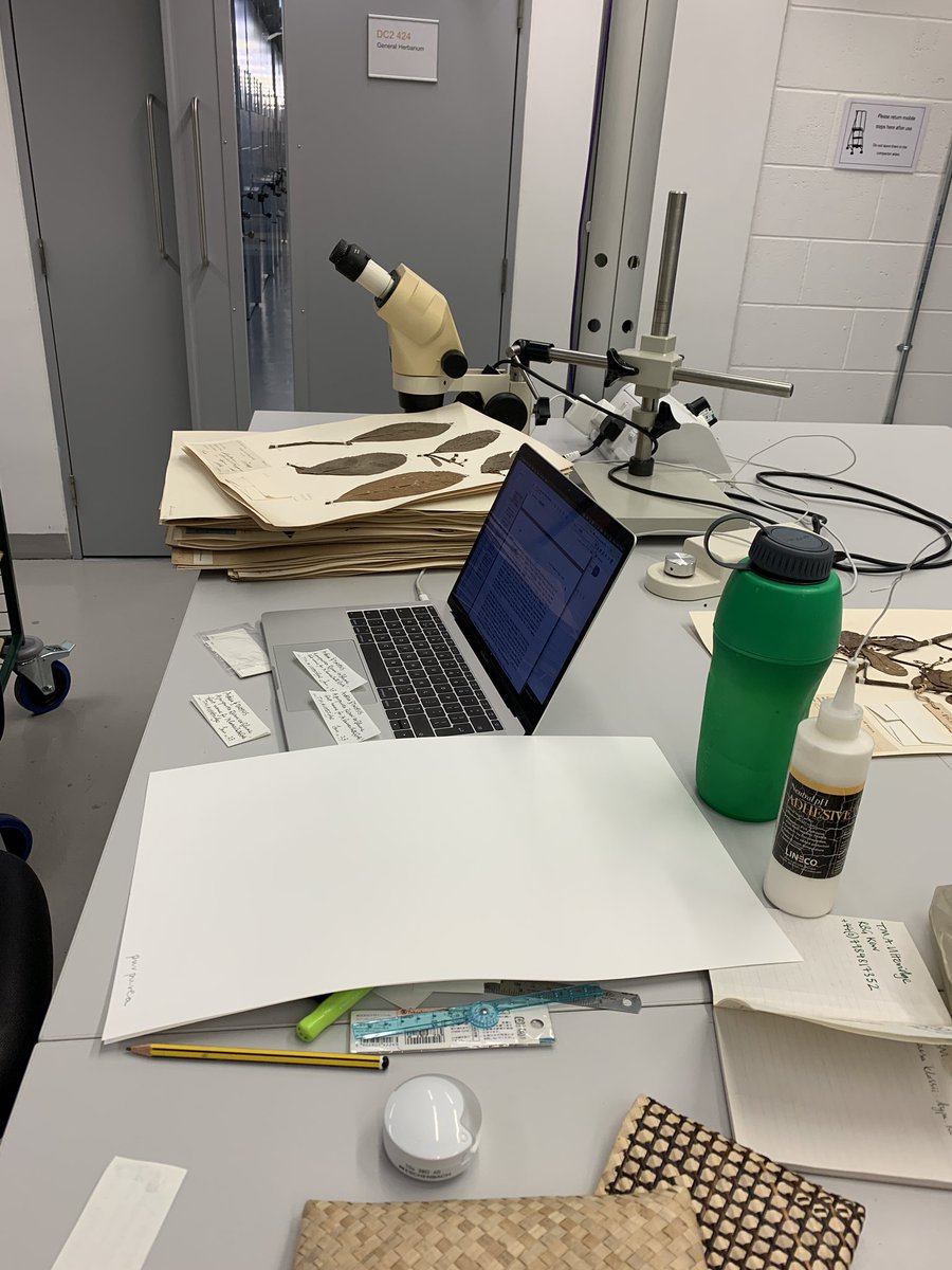 timutteridge's tweet image. An excellent day in the herbarium @NHM_Botany  thanks @mark_carine for helping organise