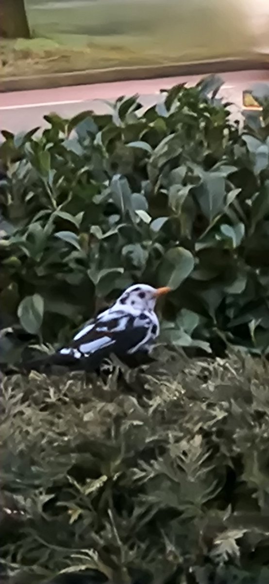 simmajalis's tweet photo. Wie weet welke vogel dit is? #natuur #vogel #tuin https://t.co/kP1wNqspPc