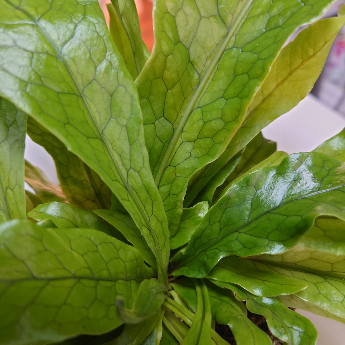 Gorgeous new plant stock in this week. How amazing are these 
Microsorum musifolium'(crocodile fern)?! These are great for bright light,(not sun) ideal for a bathroom too ,as they love humidity 💚
#plantsfordecor  #ferns  #plantslover  #greendecor  #trossachs  #callanderscotland