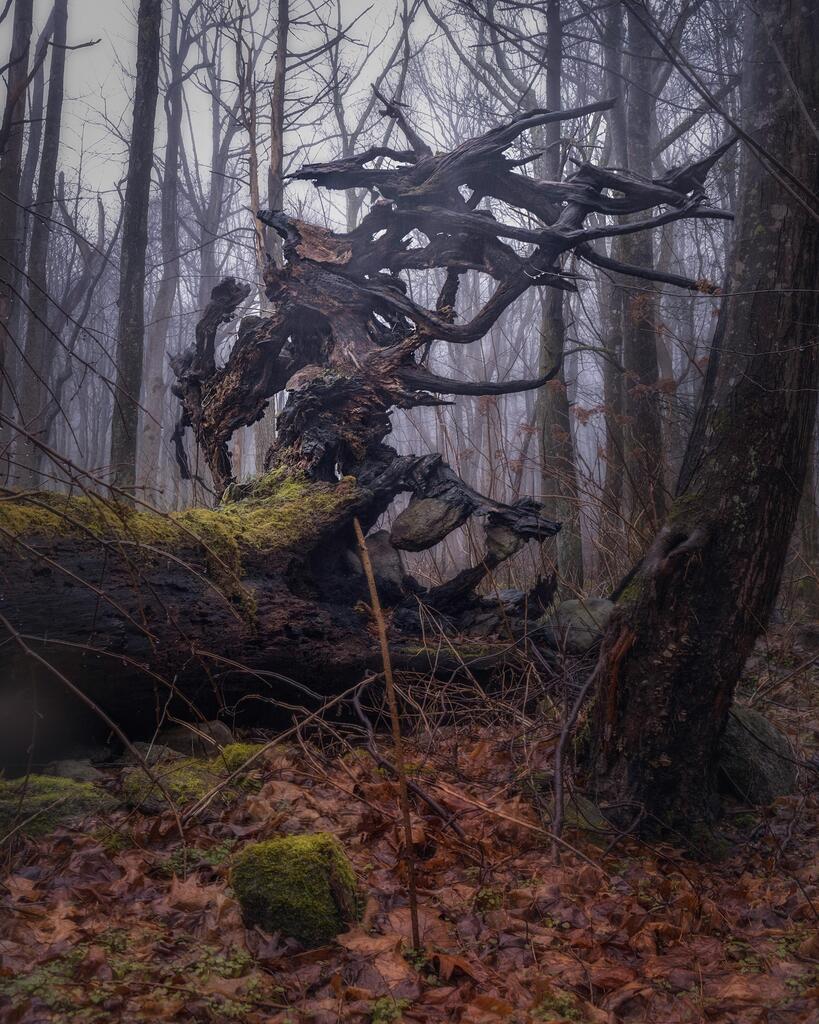 Nature is Beautiful on Twitter "Charred roots on a fallen tree in the Great Smoky Mountains