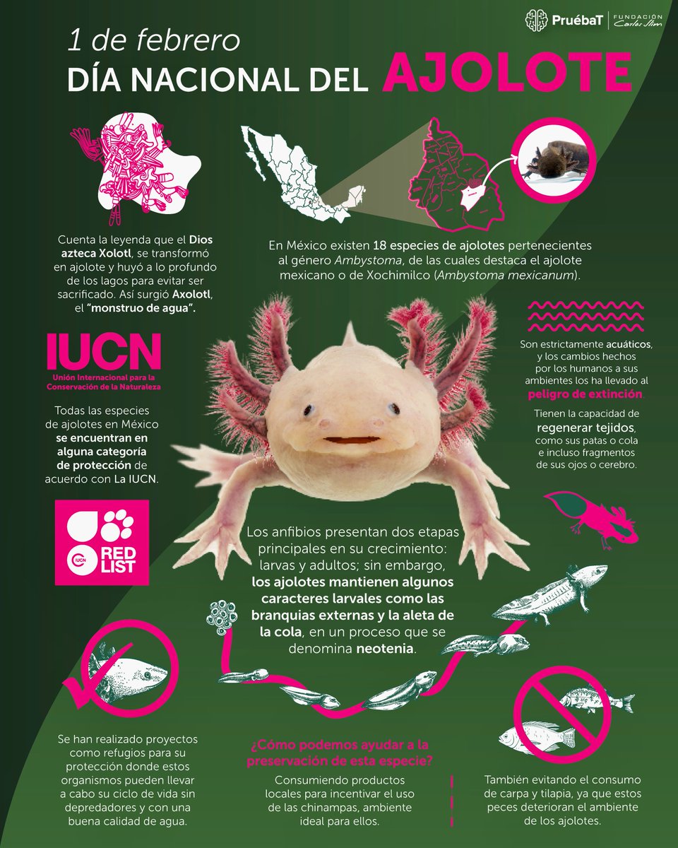 PruebaT_org's tweet photo. Hoy 1 de febrero se celebra el Día del Ajolote. 🦎

Conoce algunos datos curiosos sobre este animalito y su relevancia cultural y biológica. 🍃https://t.co/C0LAkJ3GXr

#PabellónNacionalDeLaBiodiversidad #BibliotecaDigital #PaBio #UNAM #FCS #Ajolote #Axolotl #DíaDelAjolote https://t.co/UCMa0Xq5rc