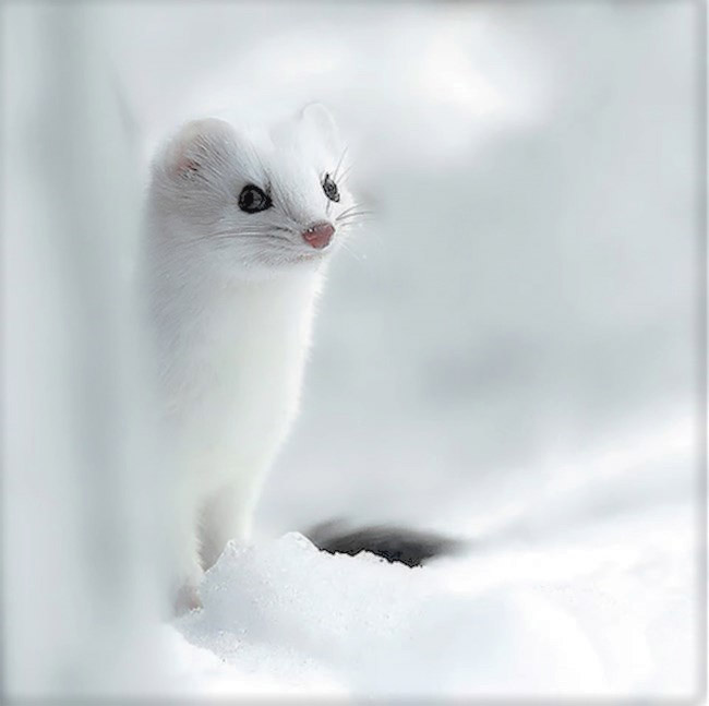 An ermine with white fur blends into a snowy landscape.