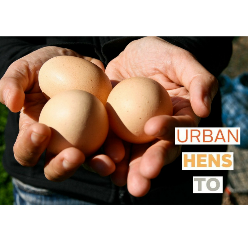 Which came first: the chicken or the egg? And while you're thinking about that, take a few minutes to also let the #CityOfTO know your thoughts on making the UrbanHensTO program permanent and city-wide. Deadline coming up soon - take the survey by Feb 7. toronto.ca/UrbanHensTO.