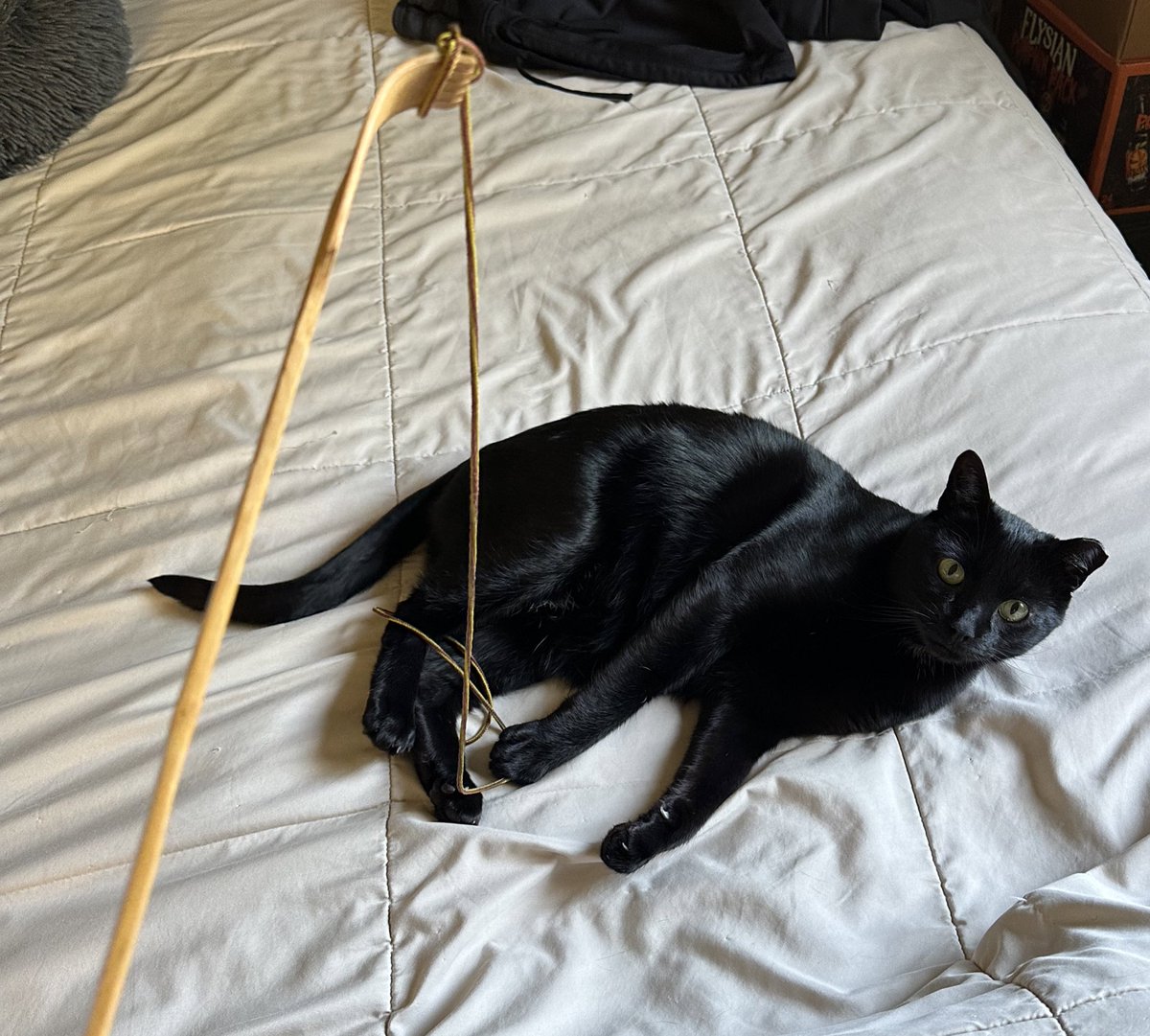 Snoopy, Coco & BulmaCat tweet media