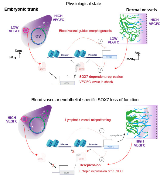embojournal's tweet photo. The blood vasculature instructs lymphatic patterning in a SOX7-dependent manner
Mathias Francois and coworkers @CentenaryInst
https://t.co/BrGsf9xwyV https://t.co/GCEVbxFhCe