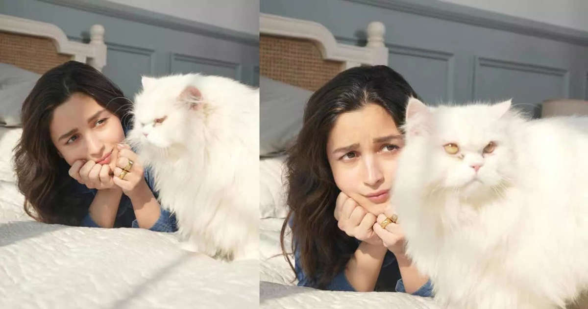 nippicat's tweet photo. #Cat angry with #AliaBhatt, pictures go viral
  Bollywood actress Alia Bhatt, upset about being neglected by her pet cat, shared pictures of her cat.
In the picture shared by actress Alia Bhatt on Instagram, it can be seen that both she and Billy were seen sitting on the bed ... https://t.co/iDPaqOXKEr