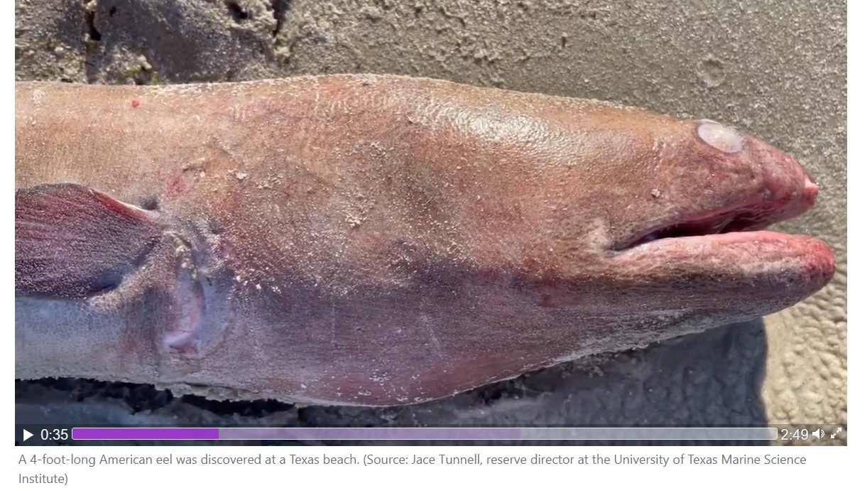 MarkusBhler10's tweet photo. Giant American #eel found on a Texas Beach? No, #AmericanEels have large eyes, which are laterally on the sides of the head above the corner of the mouth, this one has dorsally orientated smaller eyes near the snout. Looks much more like a #snakeeel https://t.co/w5H9pviz3R https://t.co/BVfLI2sVFz