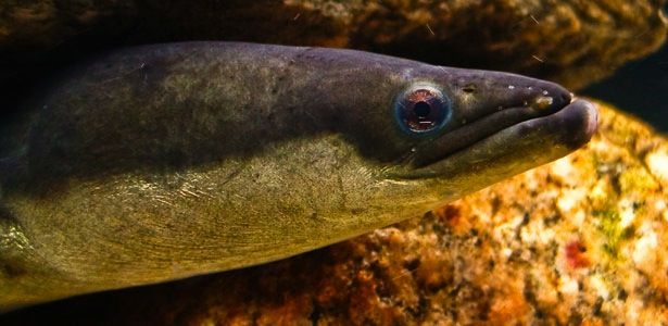 MarkusBhler10's tweet photo. Giant American #eel found on a Texas Beach? No, #AmericanEels have large eyes, which are laterally on the sides of the head above the corner of the mouth, this one has dorsally orientated smaller eyes near the snout. Looks much more like a #snakeeel https://t.co/w5H9pviz3R https://t.co/BVfLI2sVFz