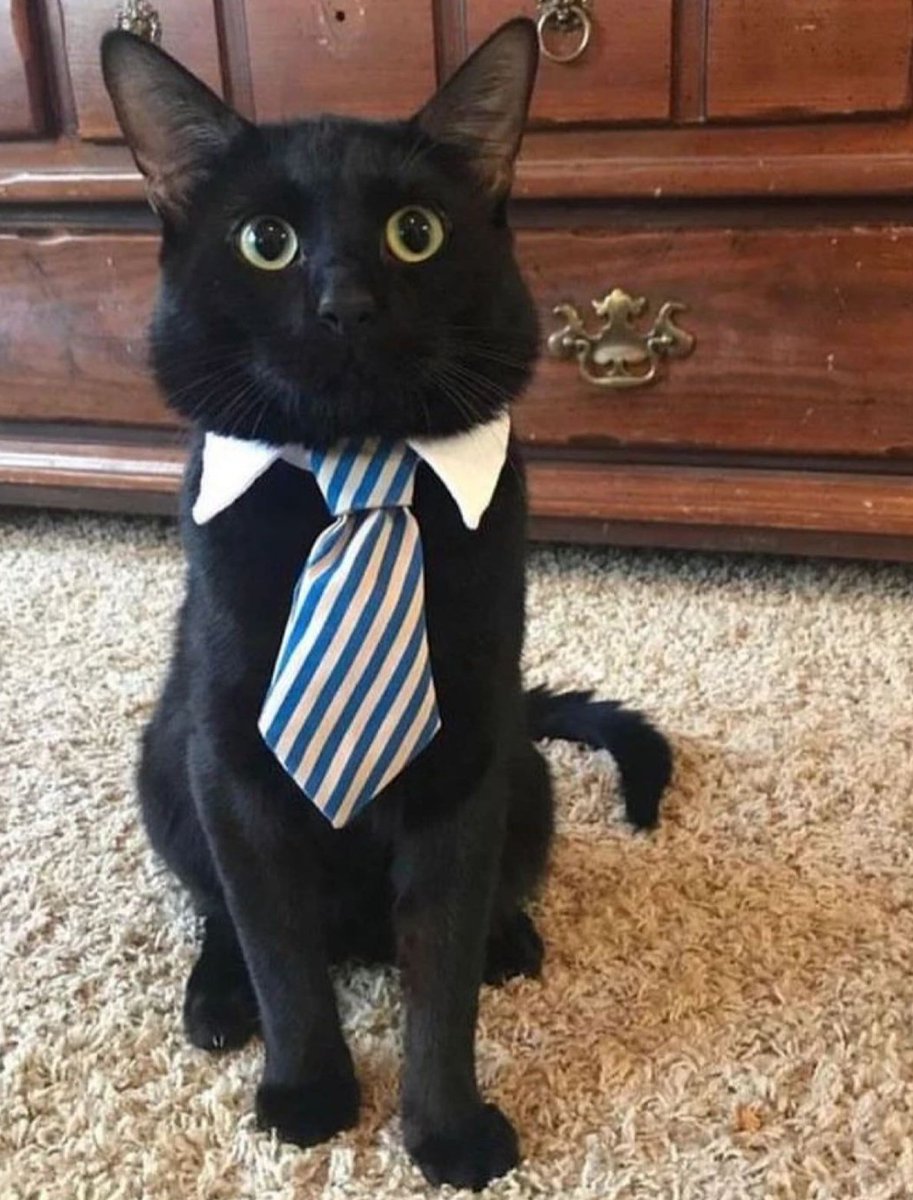 Pericles Perry Abbasi On Twitter Look At My Lawyer Dawg pericles-perry-abbasi-on-twitter-look-at-my-lawyer-dawg