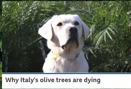 It´s all his fault.  Ignore the angelic face.