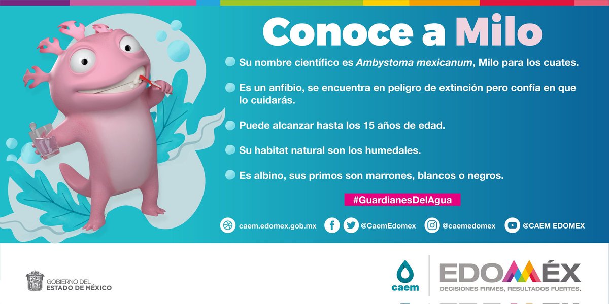 agua_edomex's tweet photo. En el #DíaNacionalDelAjoloteMexicano, te presentamos a #Milo💧

Nuestro Axolote consentido de la #CAEM. 
Descubre porque es tan especial.

#DíaNacionalDelAjolote https://t.co/U65lS6sKwu