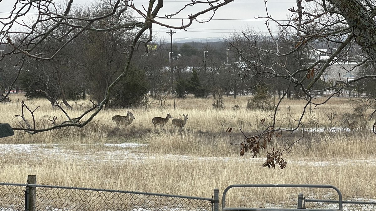 txskywtchr's tweet photo. The deer in Hudson Oaks are sick of the ice too. #dfwwx #dfwice #txwx https://t.co/1HkgtEajwD