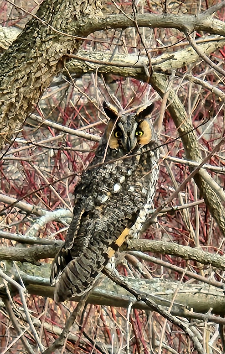 Views from the mud room this morning #owl