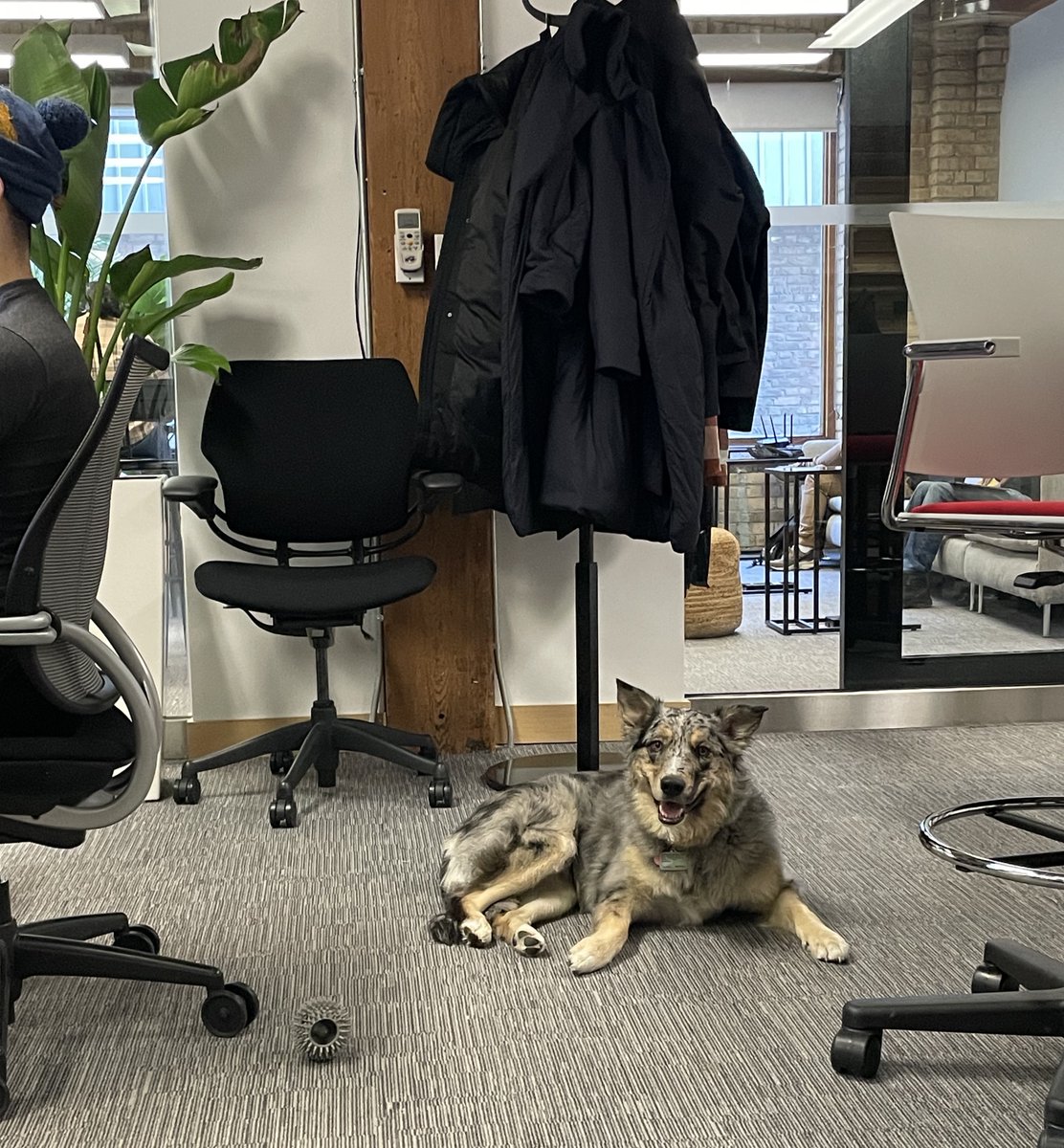 New addition to the team! 🐶 #DogFriendlyWorkplace