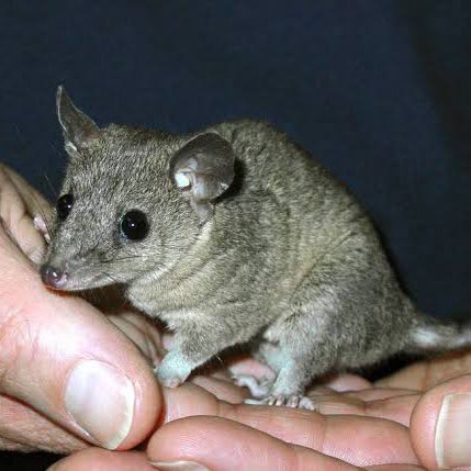 🚨CIÊNCIA: Espécie de marsupial da Austrália está ameaçado de extinção porque faz muito sexo e dorme pouco, afirmam pesquisadores.