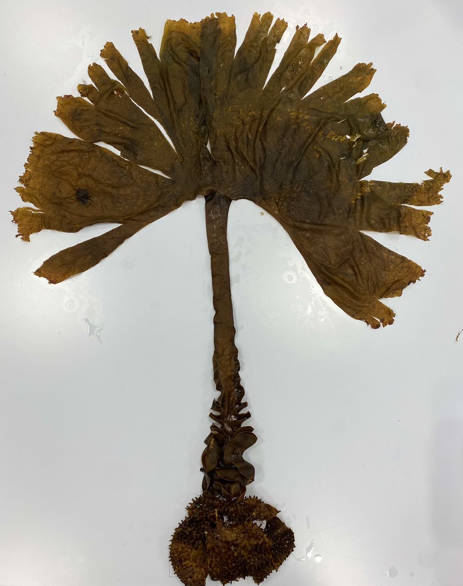 Fraser Brough tweet media