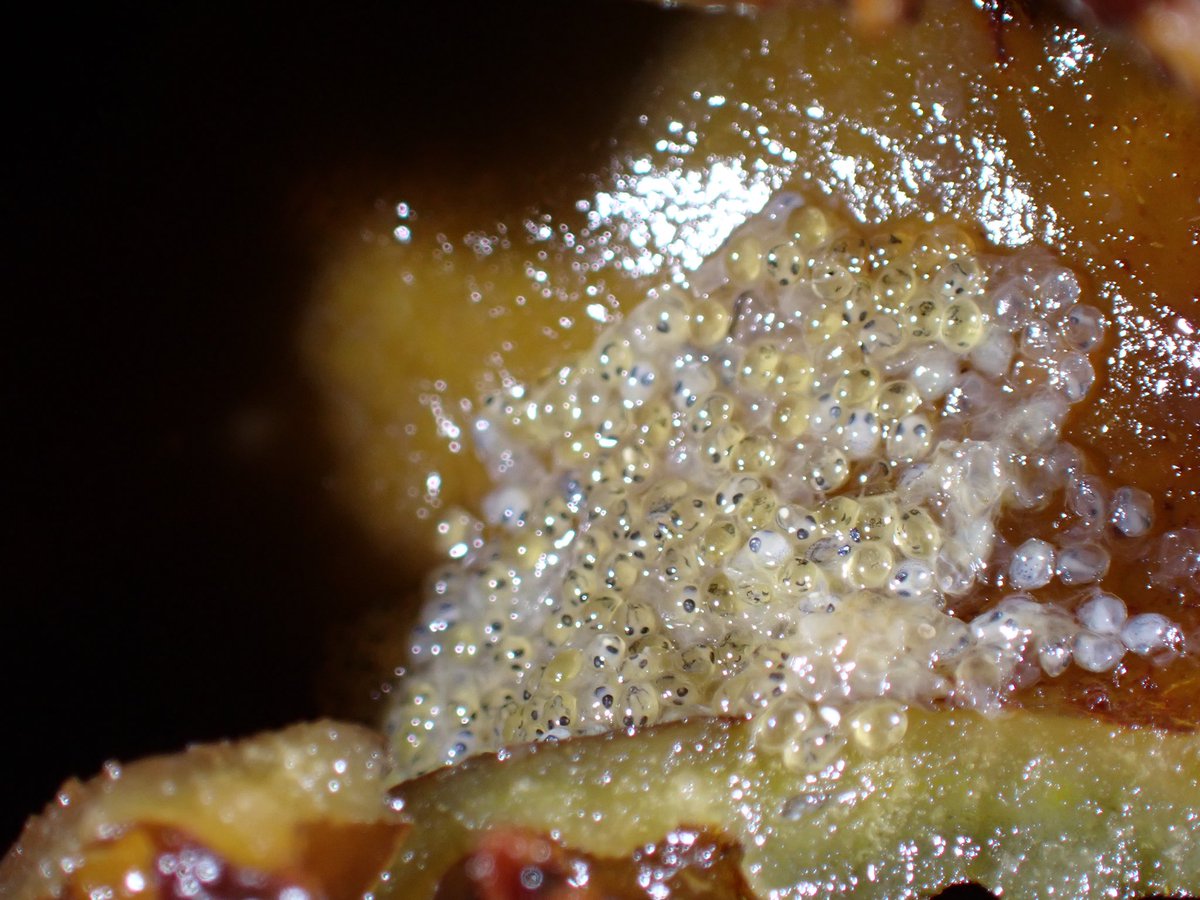 Fraser Brough tweet media