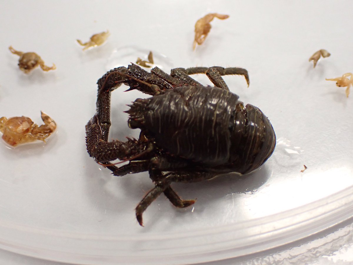 Fraser Brough tweet media