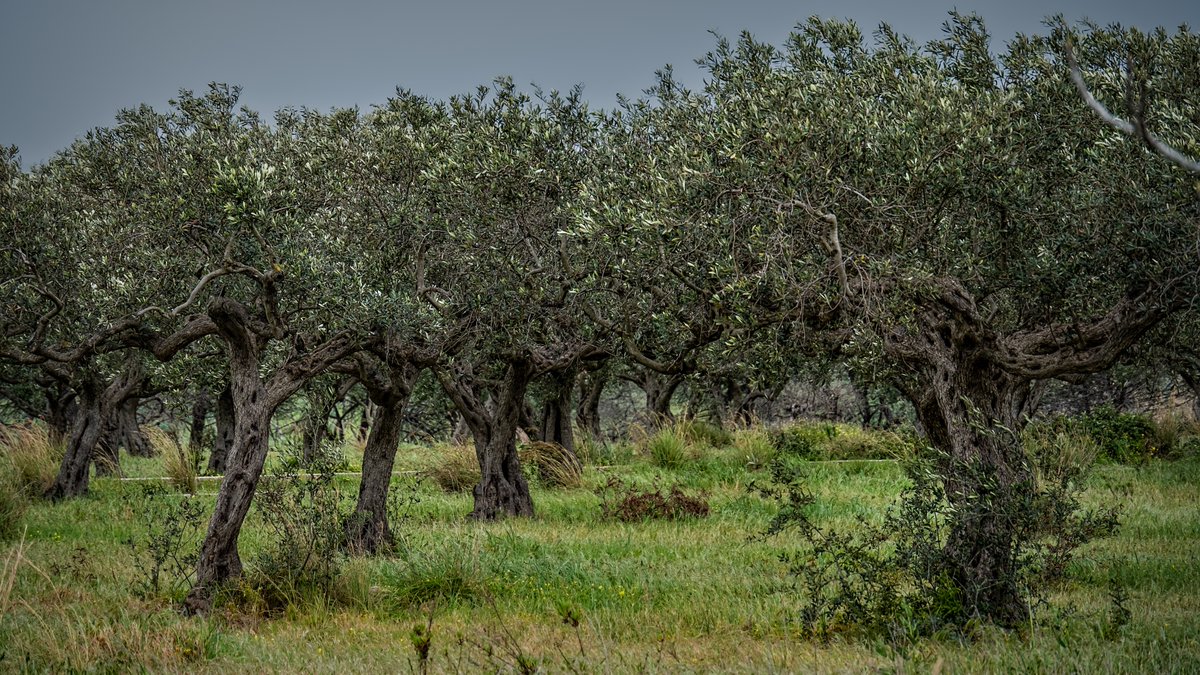 slitoff's tweet photo. A #grove of #almond #trees in #Sicily.
https://t.co/WE3xIMHuX1
#almondtree #sicilian #italian #italia #sicilia #nut #nuttree #wallartforsale #wallart #fineartphotography #finart #photographyart #homedecor https://t.co/N9ufHq7xww