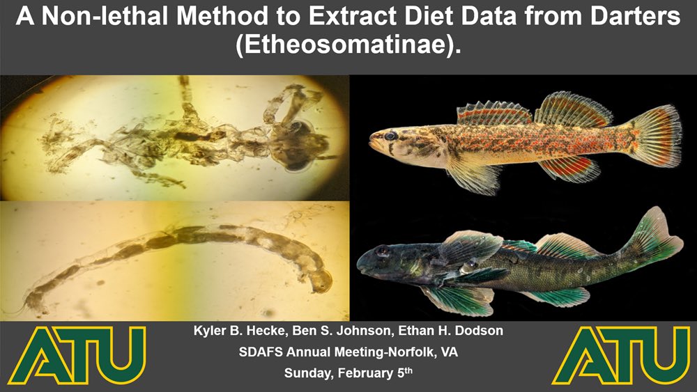 Come check out my talk on a new  (non-lethal) method to extract diet items from darters at 8:30am  in the Wilson Room on Sunday (2/5) during the 2023 SDAFS Annual Meeting in Norfolk, VA.
