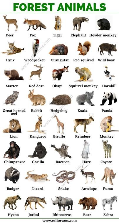 BlinkVotingCrew's tweet photo. 📣 BLINKs RT and REPLY all the forest animals in the picture below 

I vote #PinkVenom for #BestMusicVideo at the #iHeartAwards (@BLACKPINK) https://t.co/50Pd37MAp7