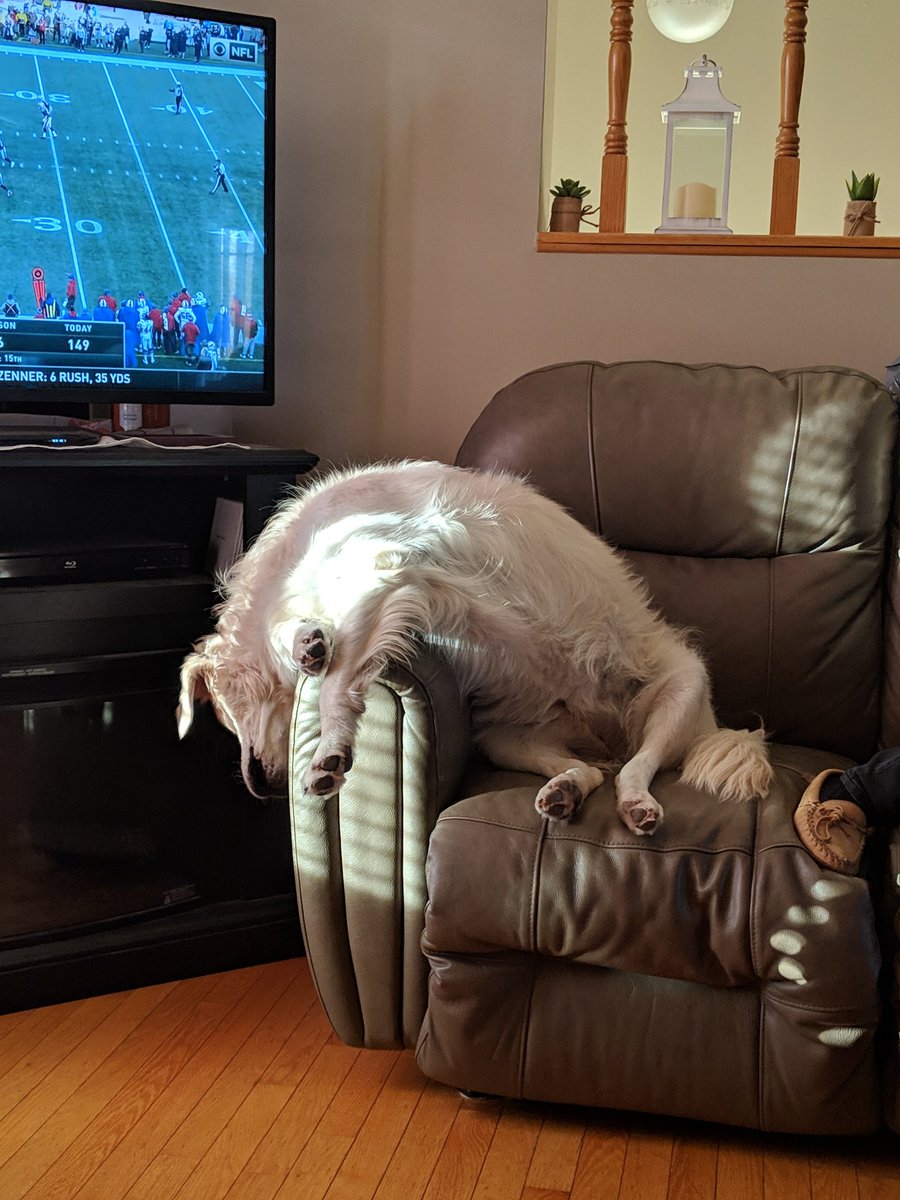 plouffer7's tweet photo. @jonathanstea In laws dog does not know how to sit on a couch. Also, happy birthday! https://t.co/GxTfvxgJXJ