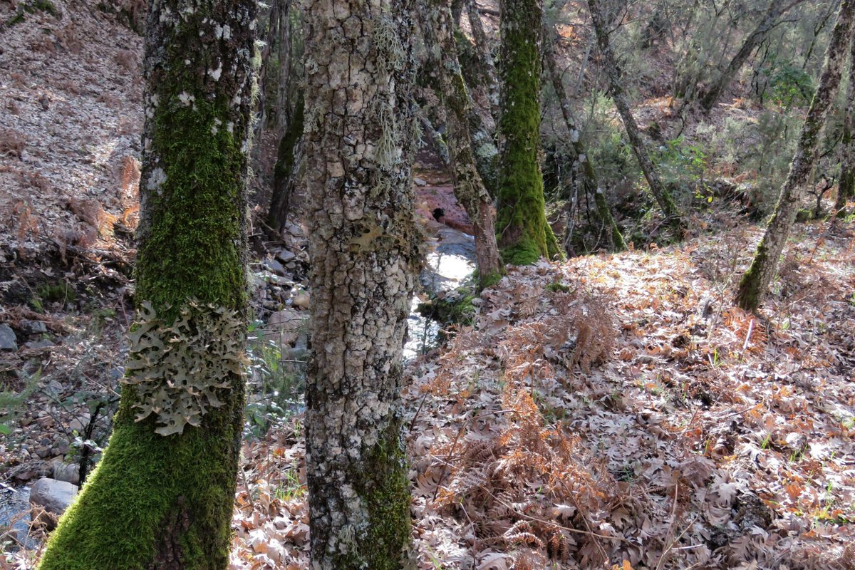En algunos rincones de #Cabañeros podemos encontrarnos 3 especies de #líquenes del género Lobaria: pulmonaria, scrobiculata y amplissima. Todas ellas indicadoras de calidad del aire y el estado de conservación del bosque #Biodiversidad #lichens #ProyectosPRTR #NextGenerationEU