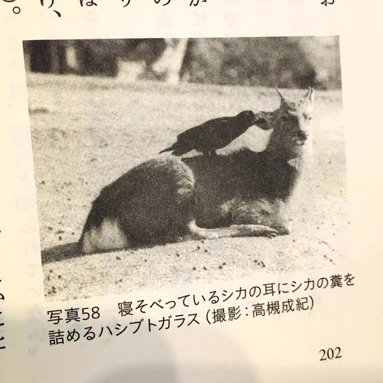 元ネタさん達です。はい。 