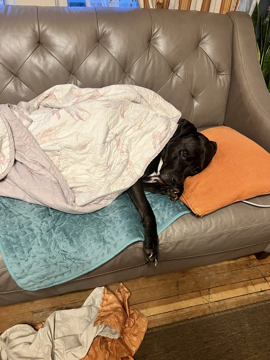 #gm from our dog to you. He lives a hard life, heated pad, blanket, and pillow. It’s hard to get out of bed when it’s this nice. #dogslife #pamperedpuppies #spoiled #dog #pitbull #luxury #liveitup #heated