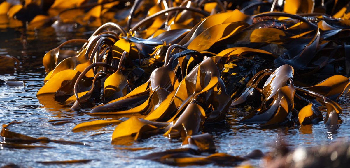 How can Wales develop a seaweed farming industry? What would you think if someone wanted to develop a #seaweed farm near you?

👉🏼 Follow the link to share your views with @AfallenCymru on seaweed farming and how it might become a new industry in Wales 🏴󠁧󠁢󠁷󠁬󠁳󠁿

afallen.cymru/seaweed-social…