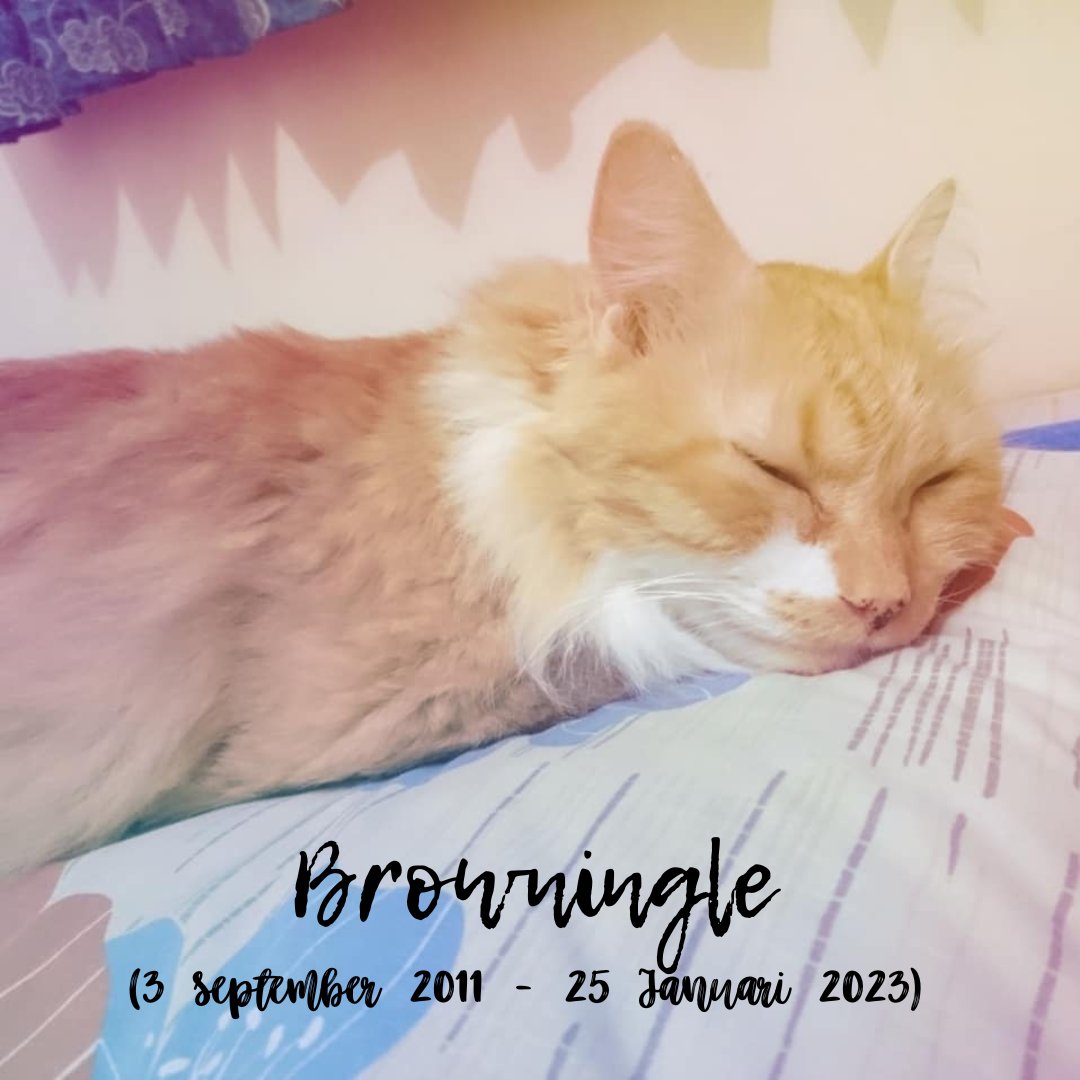dedotdottz's tweet photo. "Ingle, maafin mamah, ya. Mamah sayang Ingle."
"Meong!"

Selama 11 tahun bersama, baru kali itu, Ingle membalas ucapan mamah, sebelum akhirnya ninggalin mamah.

Maafin mamah, ya. Sekarang Ingle udah nggak sakit lagi. Tunggu mamah di jembatan pelangimu, ya..

#Browningle #RIP https://t.co/mi3y712uc5