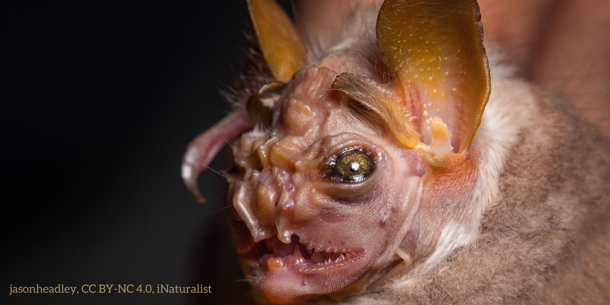 Bat Face Examples Wrinkled Face Bat