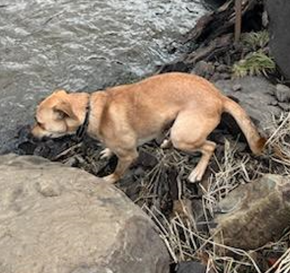 PullmanPolice's tweet photo. If you spot Toby, please call PPD at (509) 334-0802 so that we can track his movements & get him back home.
Do NOT attempt to chase Toby, as we want to prevent him from traveling further from home.
Thanks for your help! (2 of 2)
#ItTakesAVillage #BringTobyHome #PullmanProud https://t.co/PXdu7myogq