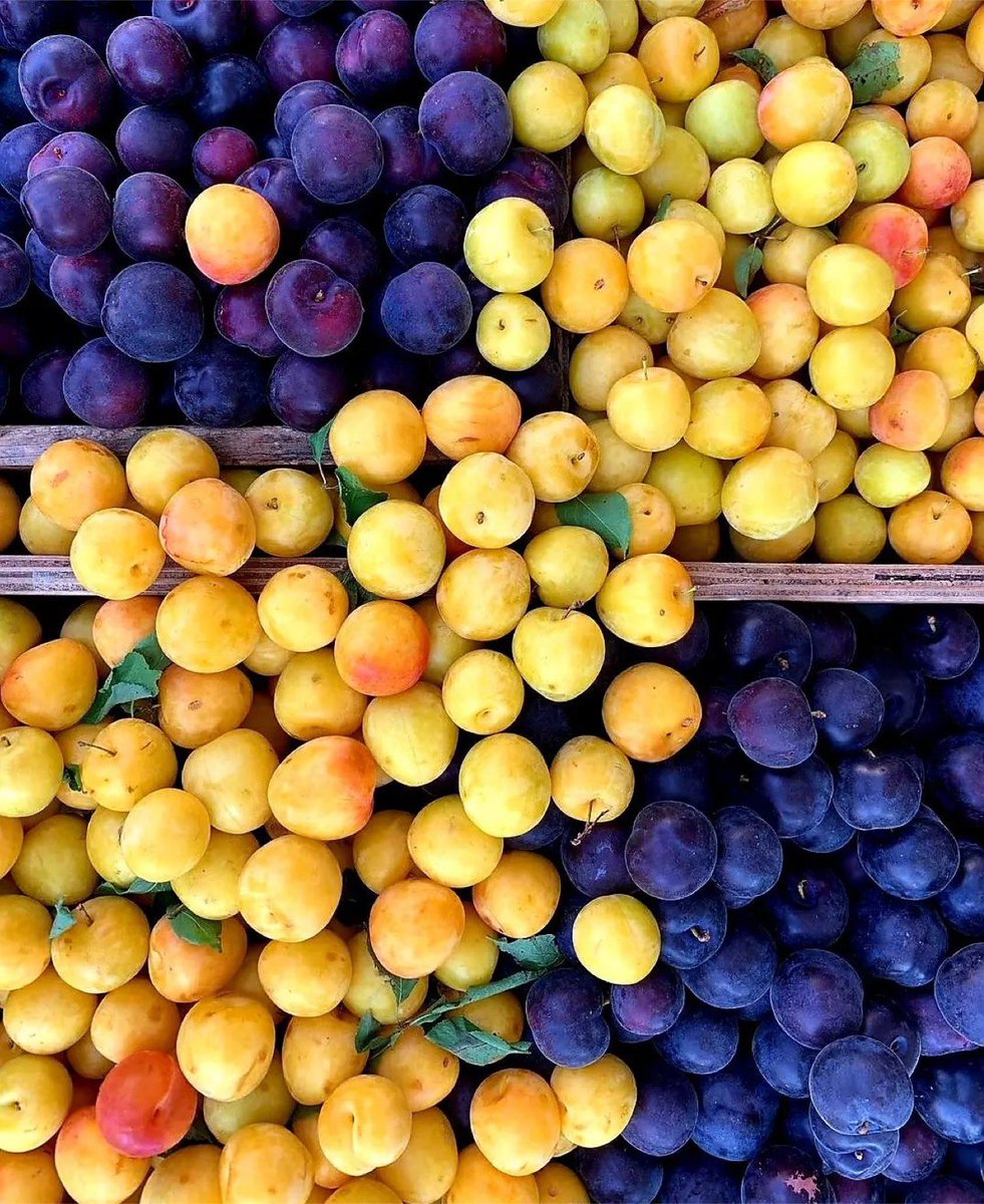 #FruitoftheDay 
SUGAR PLUMS 

Truly natures candy, these bite sized treats are deliciously juicy, sweet and perfect for a hot summer day with numerous health benefits. 
Health Benefits

Consumption of plums helps in the production and absorption of iron in