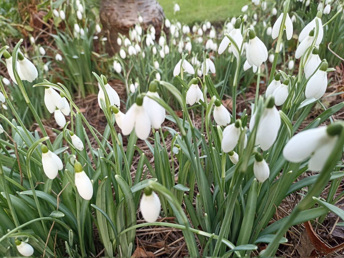 Bees on the Roof.ie tweet media