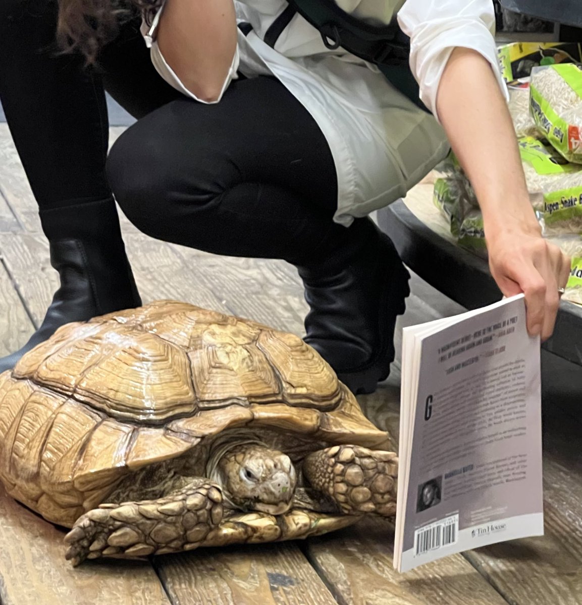 GabrielleBates's tweet image. I was nervous to show Judas Goat to the tortoise in my hometown who inspired the tortoise in my poem “Strawberries” but it went ok