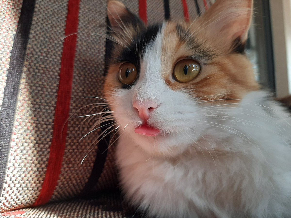 weirdlilguys's tweet photo. ITS MLEMSDAY MY DUDES!!!!!!

👅 👅👅👅👅👅👅👅👅
🚨🚨🚨🚨🚨🚨🚨🚨🚨
👅👅👅👅👅👅👅👅👅

post them mlems and bleps!! https://t.co/7rjRQF7cTs