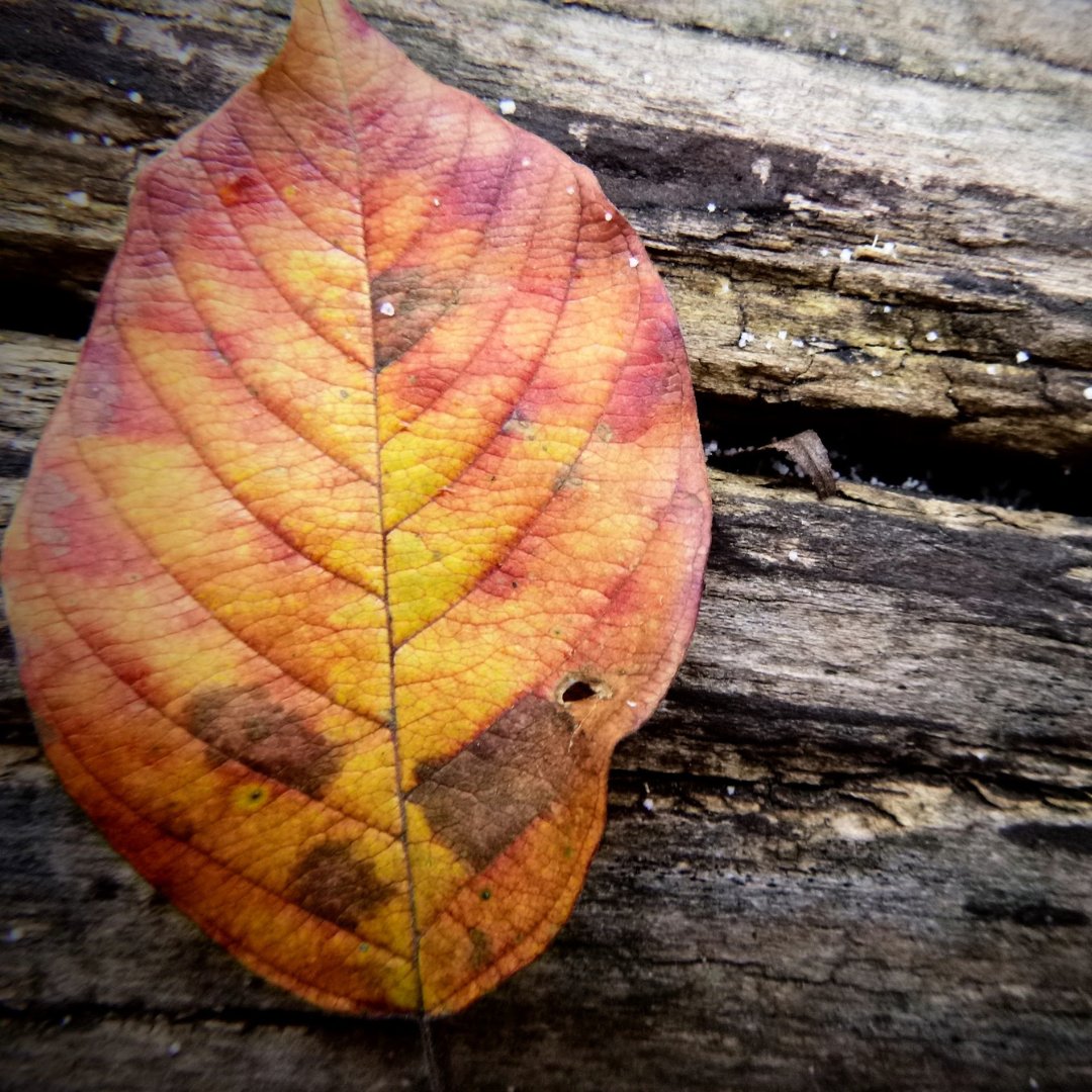 focusonnatureca's tweet photo. Welcome to our Winter Edition of the Elements of Design! Our first element is Line, which can be found everywhere in nature. Look how these students at our workshops were able to capture interesting examples of line!
#focusonnature #naturephotography #elementsofdesign https://t.co/c1gdbmAzSI