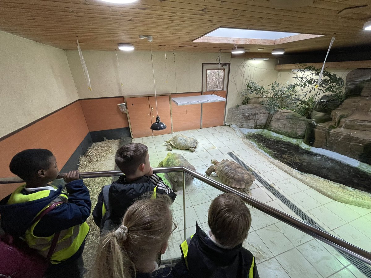 ParrotsBCP's tweet photo. And look at these GINORMOUS tortoises!!! https://t.co/db55sveTY1