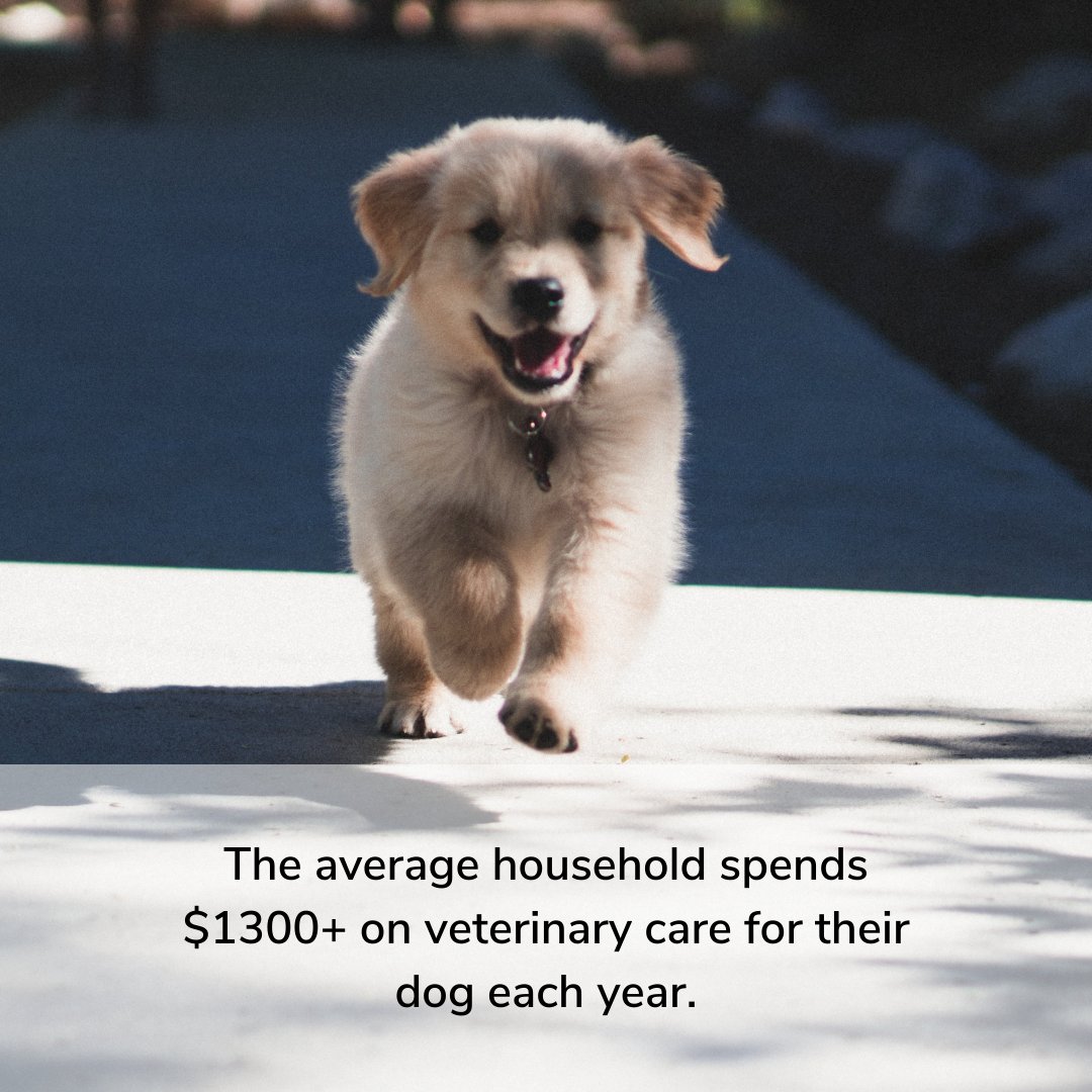 Pet insurance averages $30-$50 per month and often covers the majority of costs for unexpected visits. Are your furry family members covered? 🐶😻

☎️ (865) 544-3812

#petinsurance #insuranceagent #insuranceexpert #insurancehelp #furryfriends #doginsurance #catinsurance