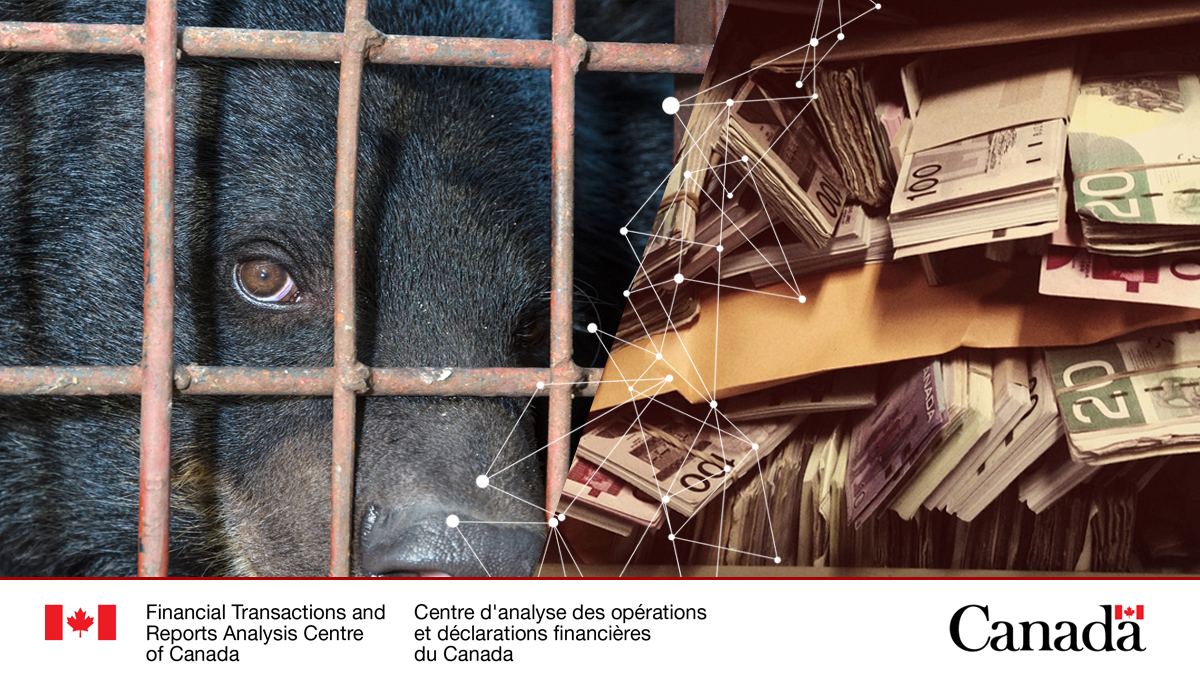 FINTRAC_Canada's tweet photo. The @FATFNews has identified illegal wildlife trade as a major transnational organized crime, which generates billions – some have estimated about 20 billion (USD) – of criminal proceeds each year. Read more in FINTRAC’s latest #OperationalAlert https://t.co/sIELDfN0DD https://t.co/GFPxdMEHuc