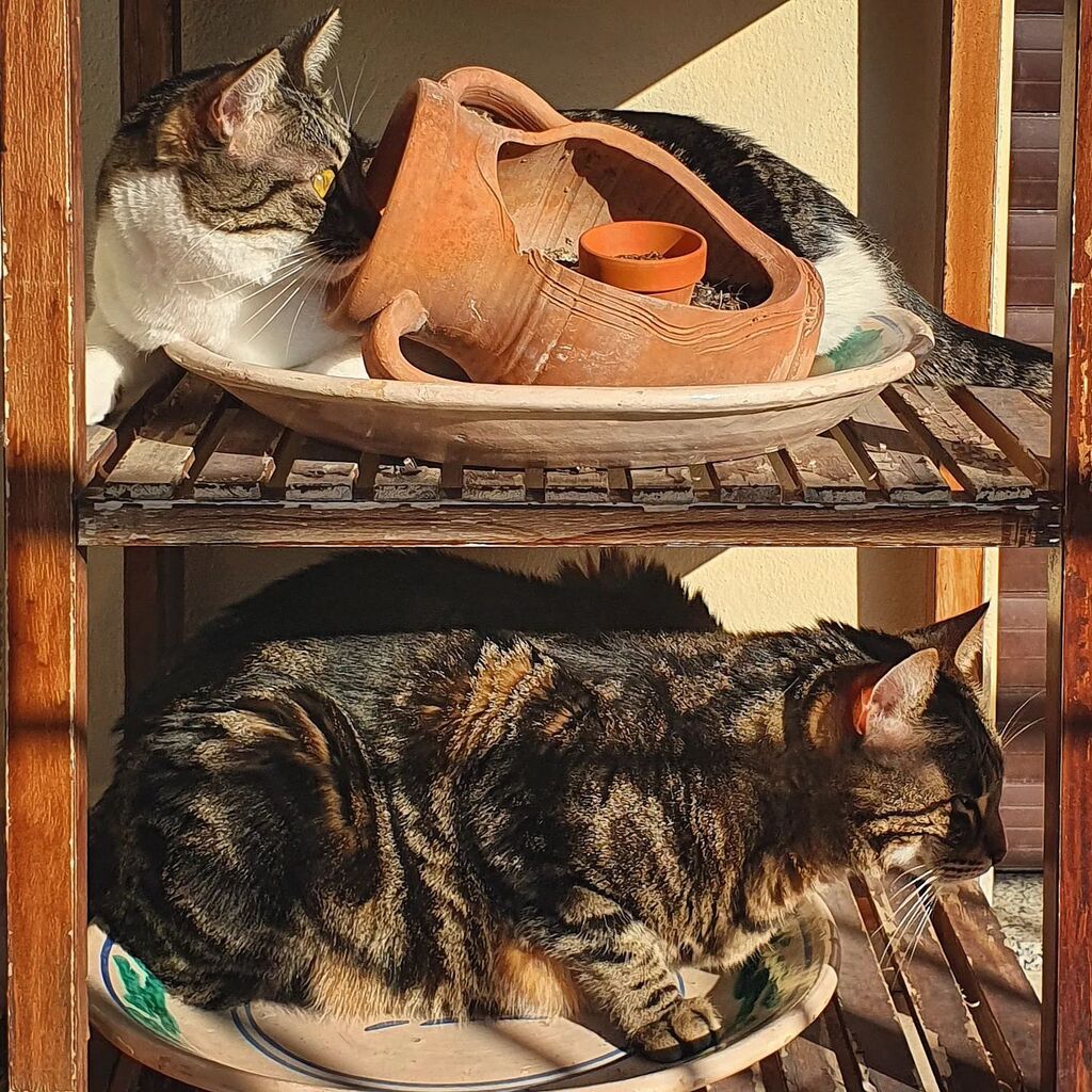 nikky83's tweet photo. Condominio Mastronardo: vitto e alloggio assicurati, ninna e coccole pure! E anche un po' di sole 😹 https://t.co/Aq3igoCgYy https://t.co/tWRAK2r3uJ