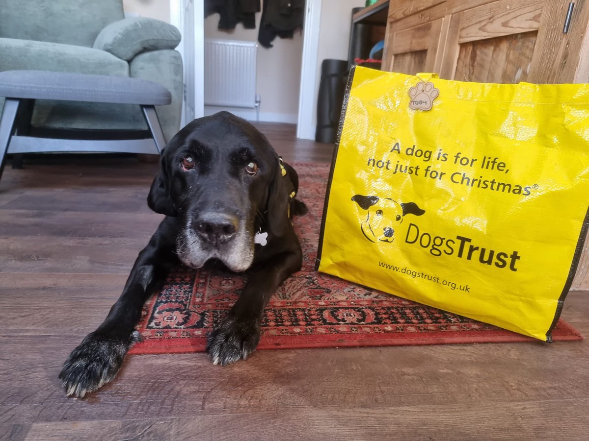 Golden oldie Toby❤️waved goodbye to his foster carers 👋🏻 packed his yellow bag 💼 and headed off to his forever home 🏡 
@dogstrust 
#goldenoldies #labrador #adoptdontshop #olddognewtricks