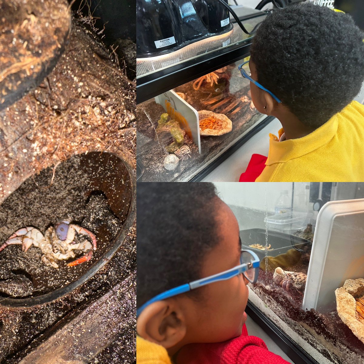 Today our students had the opportunity to witness our hermit crabs molt! They were able to see the exoskeleton and she’ll changing process. 

#Science #earthscience #specialed #hermitcrab #classpet #molting #exoskeleton #tag #thetagexperience