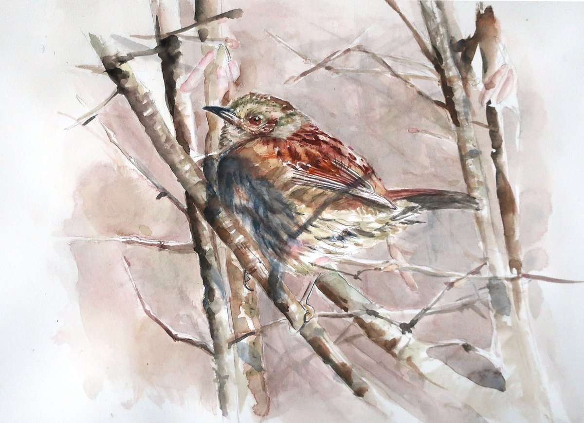 Prunella modularis,Dunnock in winter