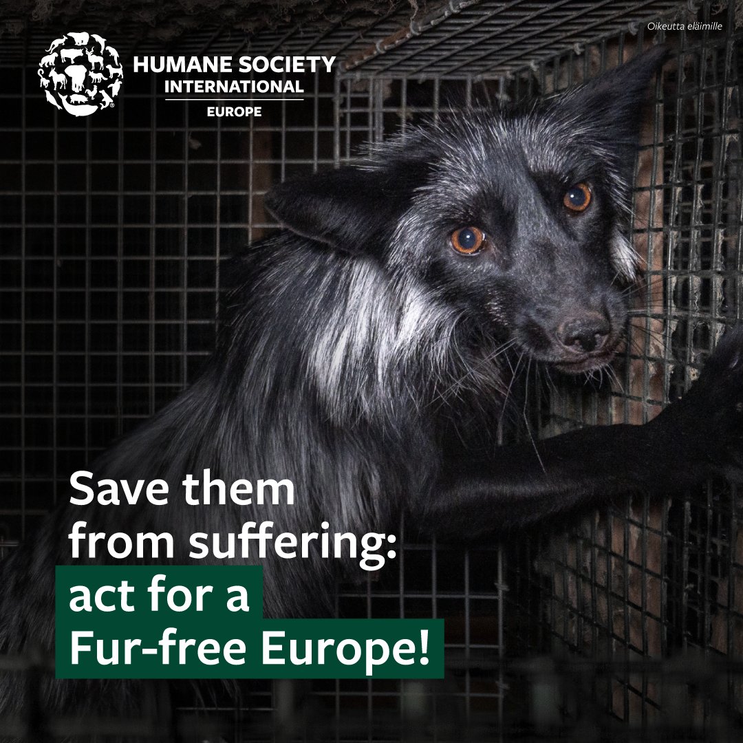 humaneworldeu's tweet photo. Together we can put an end to fur farming in Europe once and for all. Add your voice!