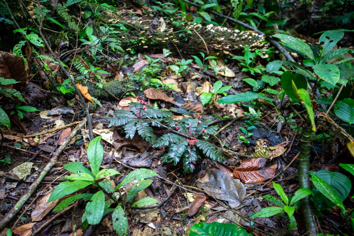 The variety of plants is astonishing. It is said that in just a few acres of the Amazon, there is more biodiversity than in all of North America. (🧵9/14)